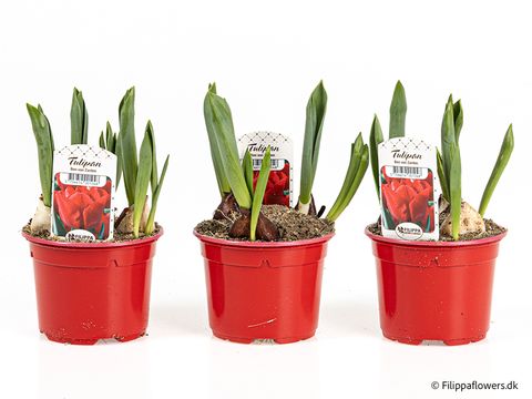 Tulipa 'Ben van Zanten'