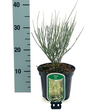 Cytisus x praecox 'Albus'