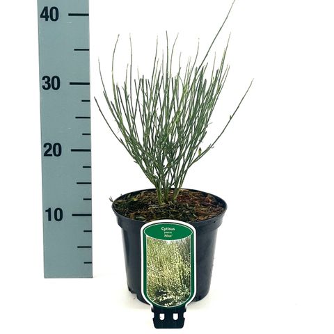 Cytisus x praecox 'Albus'