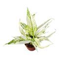 Spathiphyllum 'Snow Feather'