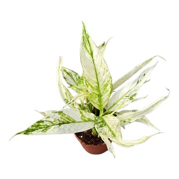 Spathiphyllum 'Snow Feather'