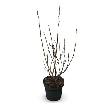 Magnolia sieboldii
