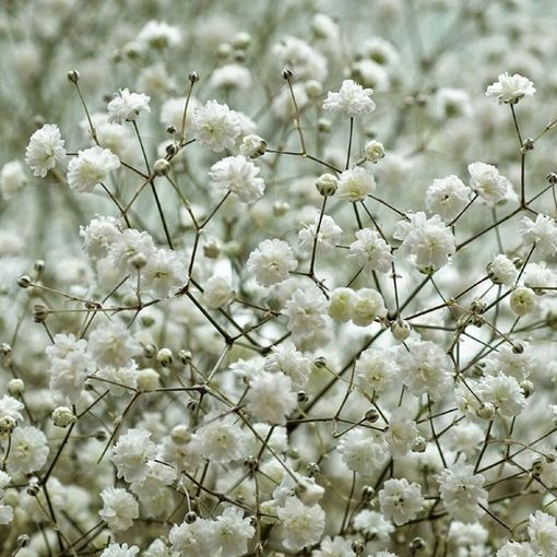 Gypsophila paniculata 'Schneeflocke'