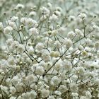 Gypsophila paniculata 'Schneeflocke'