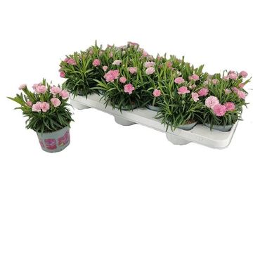 Диантус I LOVE U