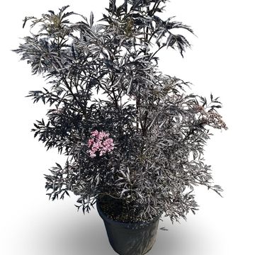 Sambucus nigra BLACK LACE