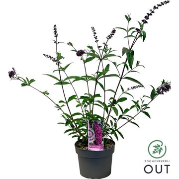 Buddleja davidii 'Royal Red'