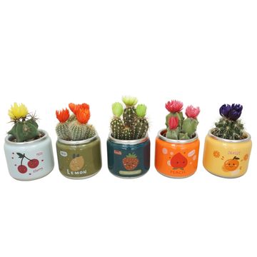 Kaktüsler MIX IN POT