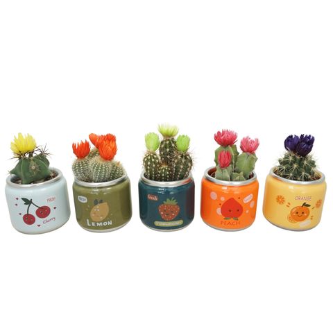 Cactus MIX IN POT