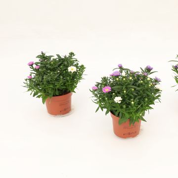 Aster NOVI-BELGII MIX IN POT