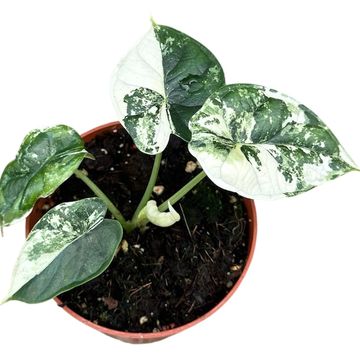 Alocasia 'Dragon Scale Variegata'