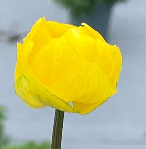 Trollius 'Lemon Queen'