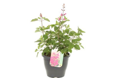 Salvia 'Pink Pong'