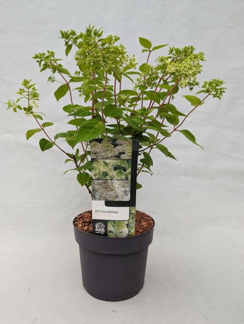 Hydrangea paniculata 'Grandiflora'