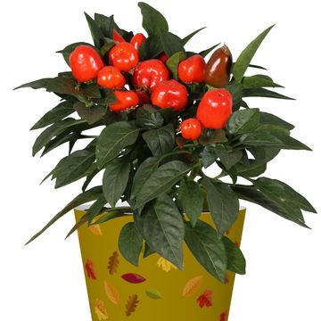 Blommande växter MIX