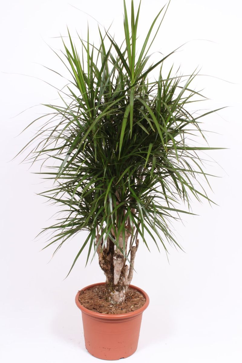 Dracaena marginata — Plant Wholesale FlorAccess