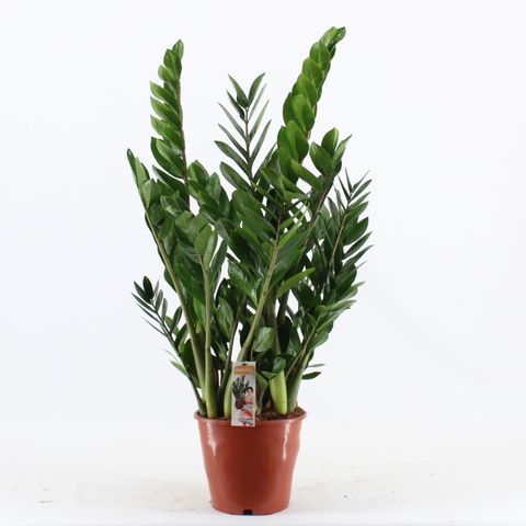 Zamioculcas zamiifolia