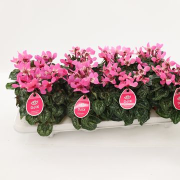 Cyclamen persicum SUPER SERIE DJIX SALMON WITH EYE