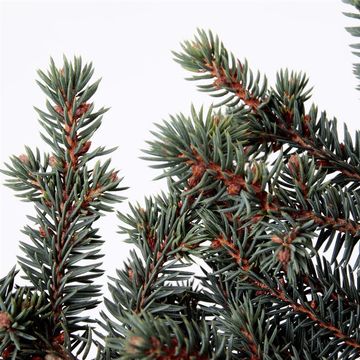 Picea pungens 'Waldbrunn'