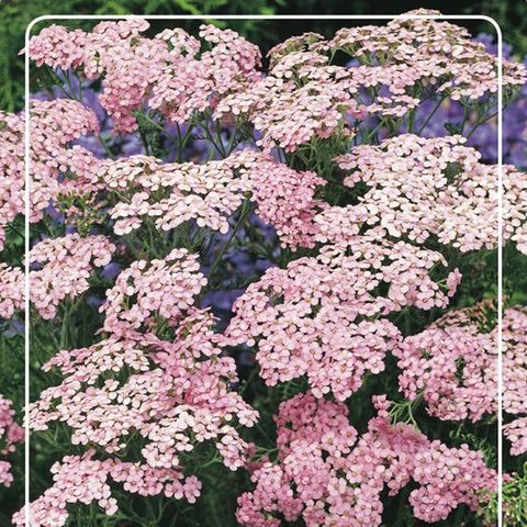 Achillea millefolium 'Apfelblüte' — Plant Wholesale FlorAccess