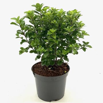 Pittosporum tenuifolium 'Irish Luck'