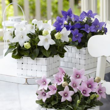 Platycodon grandiflorus MIX