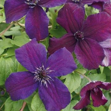 Clematis 'Дарк Айз' (Vt)