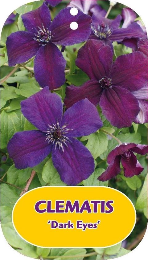 Clematis 'Dark Eyes' (Vt)