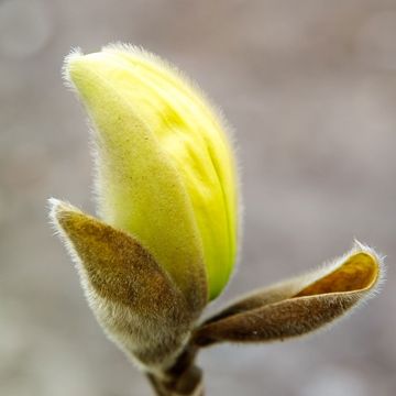 Magnolia denudata YELLOW RIVER