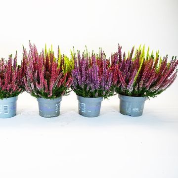 Calluna vulgaris BEAUTY LADIES MIX IN POT