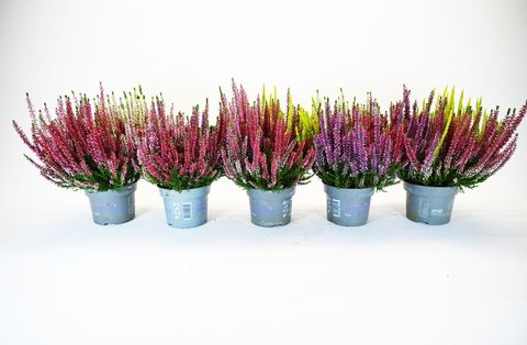 Calluna vulgaris BEAUTY LADIES MIX IN POT