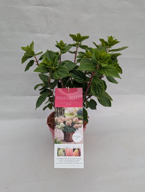 Hydrangea paniculata PINKLIGHT