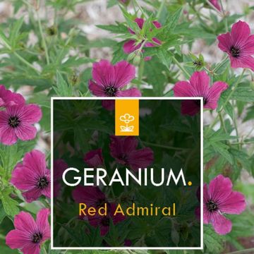 Geranium 'Red Admiral'
