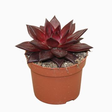 Echeveria agavoides 'Atlas'