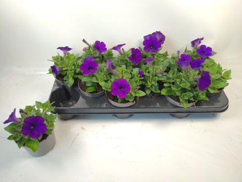 Petunia FAMOUS BLUE