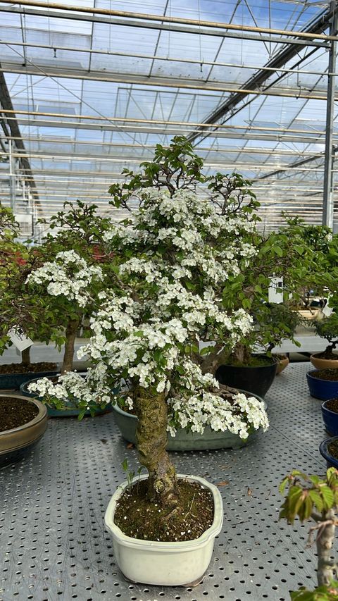 Crataegus monogyna