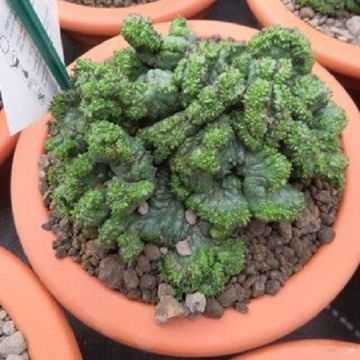 Euphorbia horrida cristata