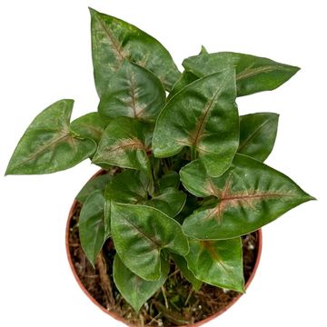 Syngonium podophyllum 'Christmas'