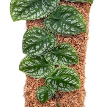 Μονστέρα dubia