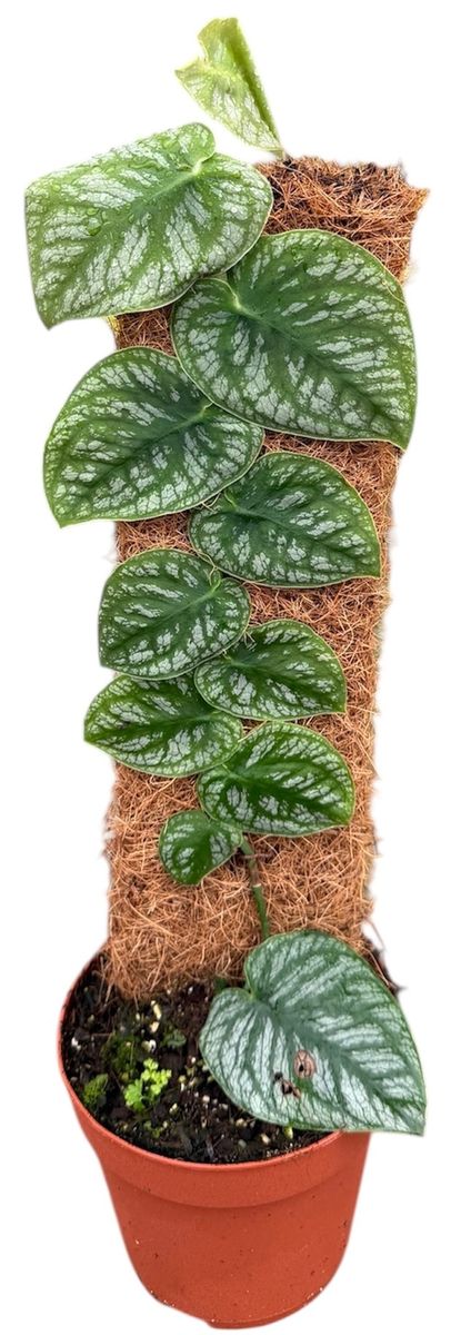 photinia pink marble Photinia Pink Marble en touffe (Photinia Fraseri Pink Marble)