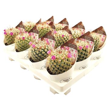 Mammillaria bombycina