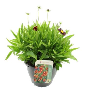 Coreopsis UPTICK RED