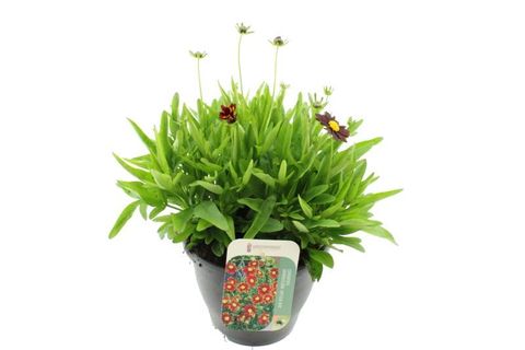 Кореопсис UPTICK RED