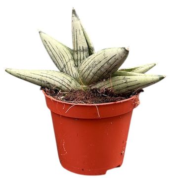 Sansevieria 'Rookie'