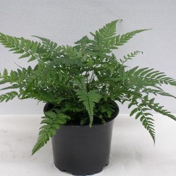 Polystichum tsus-simense