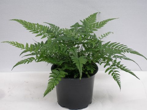 Polystichum tsus-simense