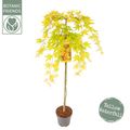 Acer palmatum CASCADE GOLD
