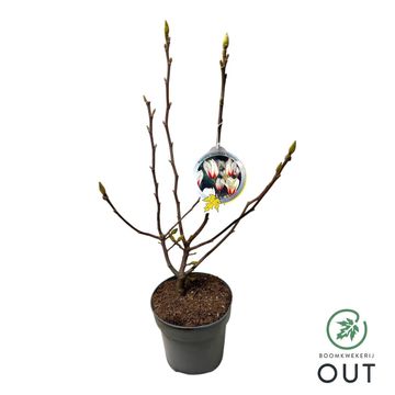 Magnolia concinna 'Sunrise'