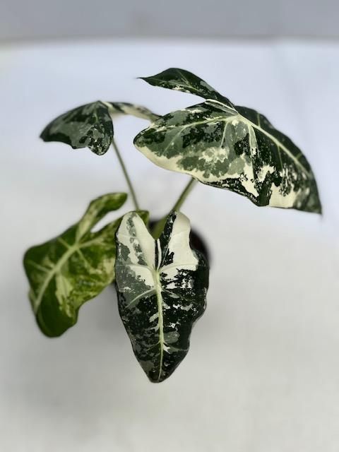Alocasia micholitziana 'Frydek Variegata'