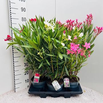 Nerium oleander MIX